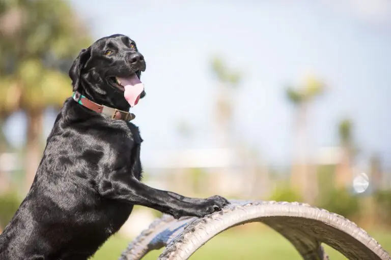 7G3A4719.jpg
Collections-Furry Friends-Dudley Dog Park