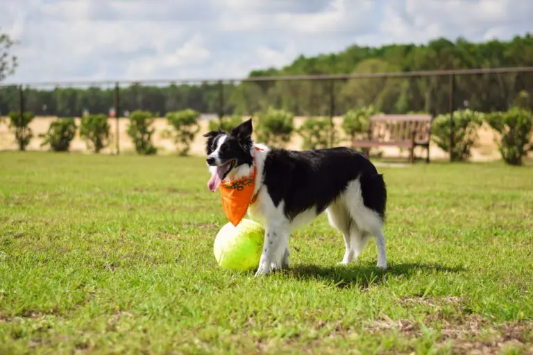 DSC_0620.jpg
Collections-Furry Friends-Dudley Dog Park