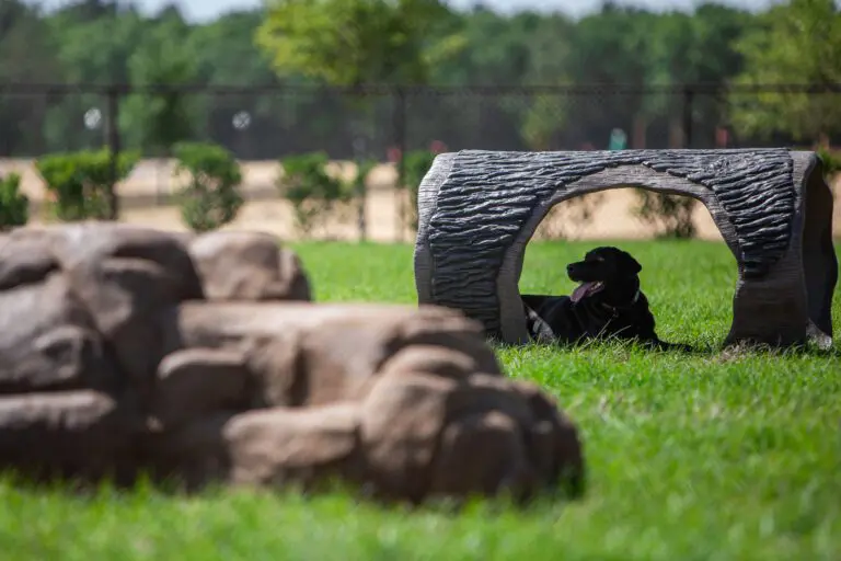 recreation-dog-park-dudley-canine-agility-08