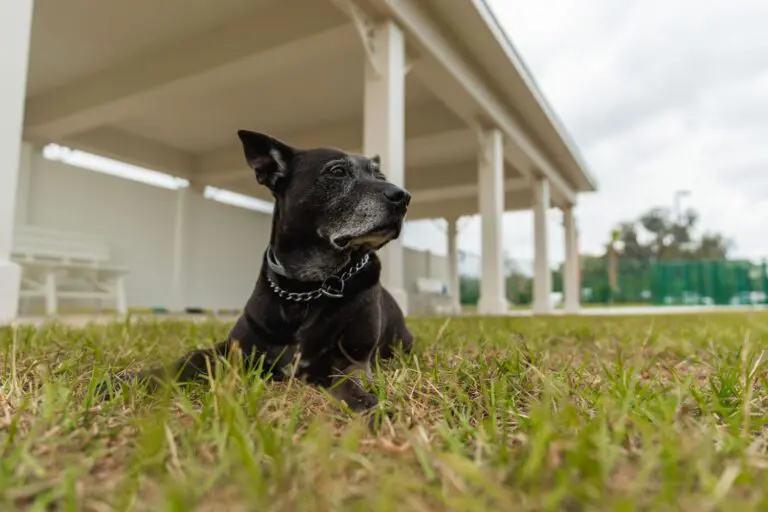 recreation-dog-park-homestead-04