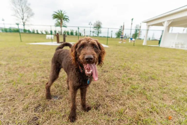 recreation-dog-park-homestead-09