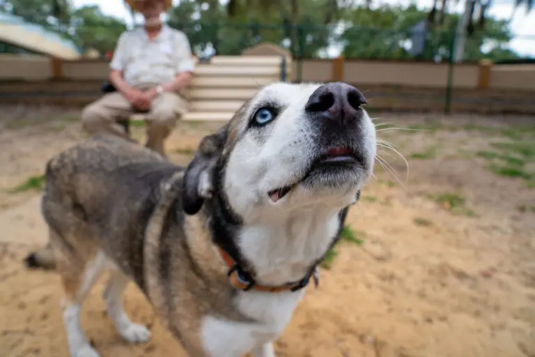 recreation-dog-park-paradise-03