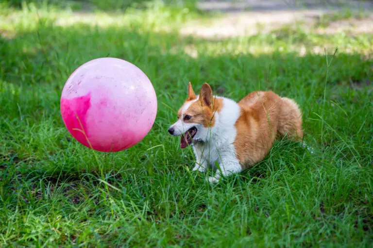 Furry Friends
Paradise Dog Park
Recreation
Dogs