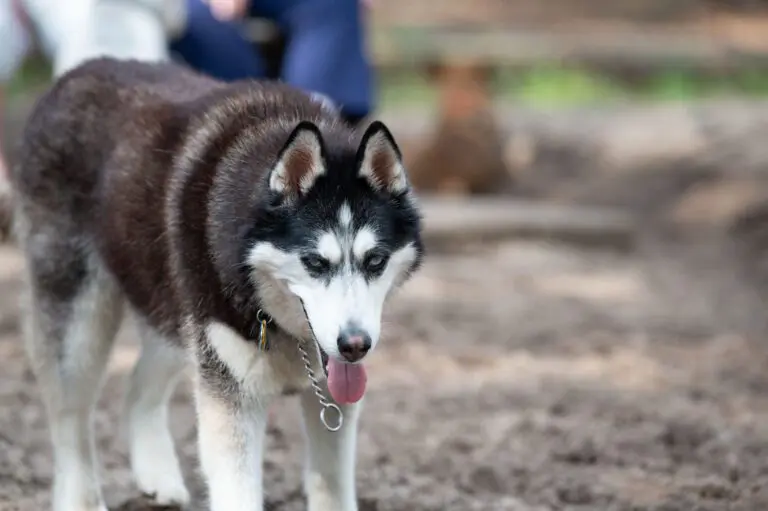Furry Friends
Paradise Dog Park
Recreation
Dogs