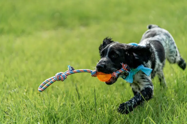 recreation-dog-park-rupert-canine-02