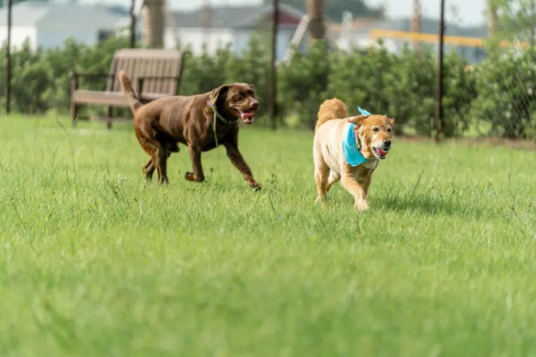 recreation-dog-park-rupert-canine-04