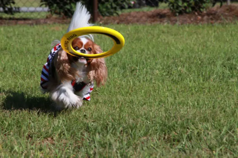 recreation-dog-park-rupert-canine-06