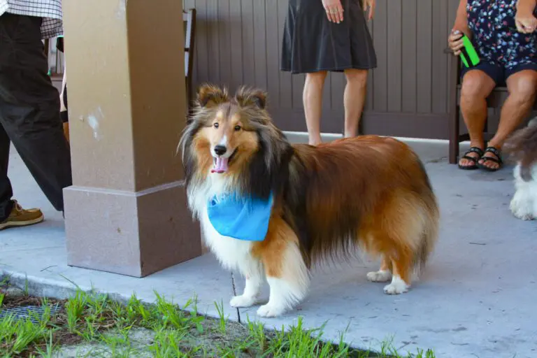 recreation-dog-park-rupert-canine-07