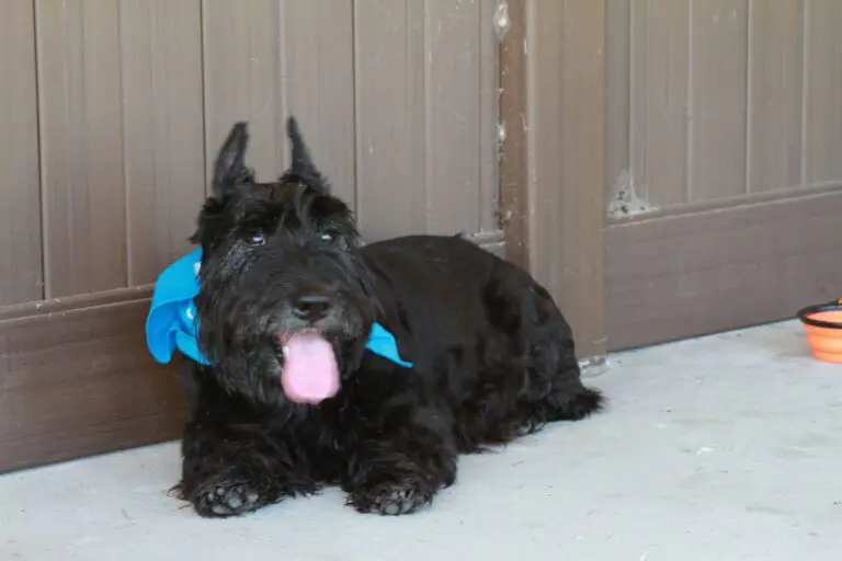 recreation-dog-park-rupert-canine-08