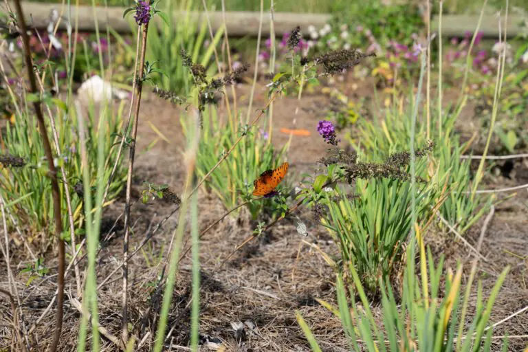 trails-parks-deluna-pathway-06