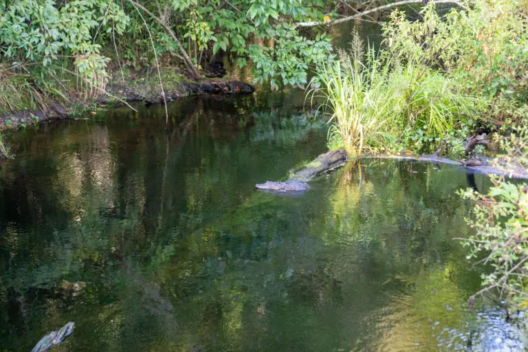 trails-parks-fenney-springs-nature-trail-03