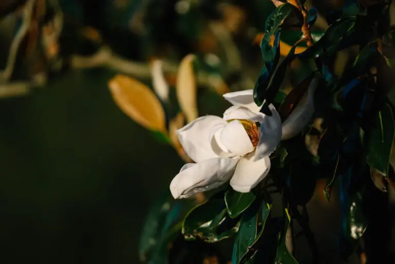 trails-parks-fenney-springs-nature-trail-04