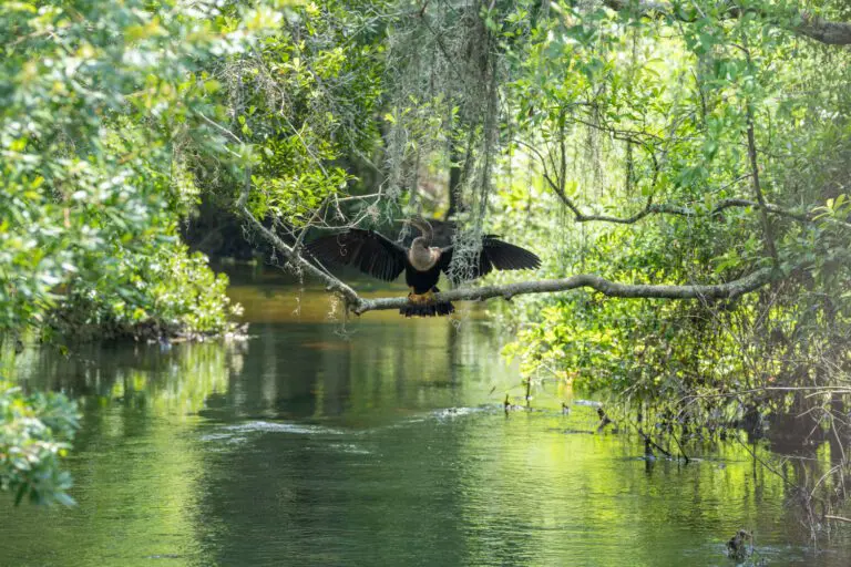 trails-parks-fenney-springs-nature-trail-09