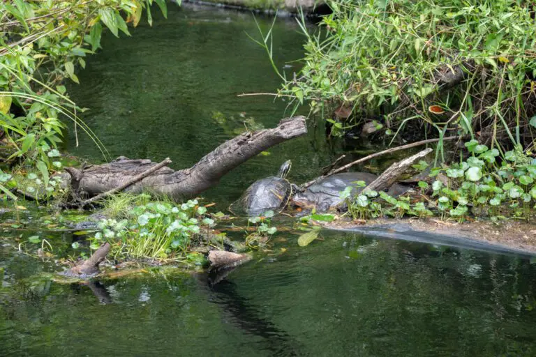 trails-parks-fenney-springs-nature-trail-10