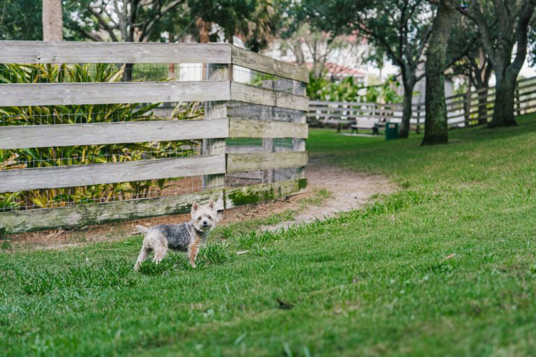 recreation-dog-park-brinson-perry-03