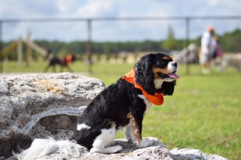 recreation-dog-park-dudley-canine-agility-06