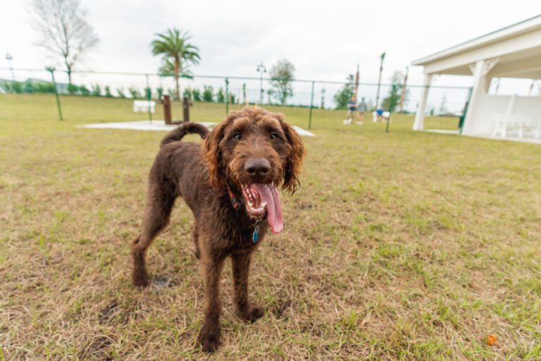 recreation-dog-park-homestead-09