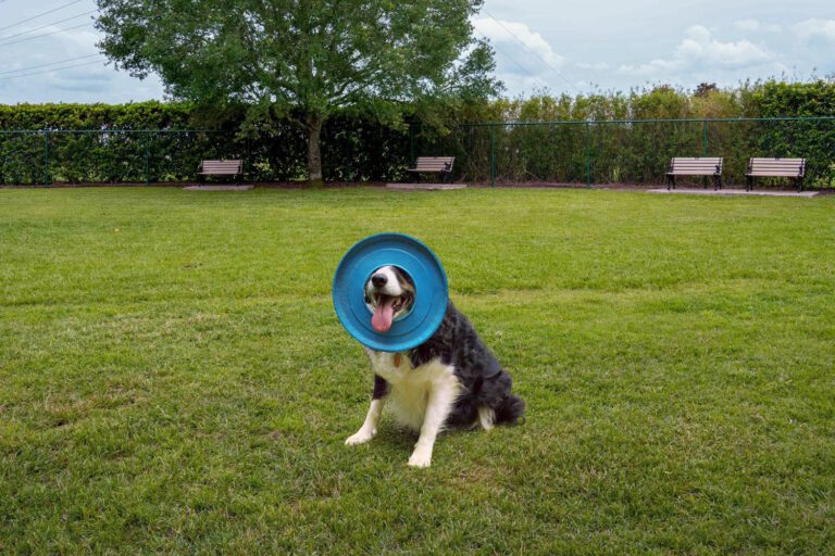 recreation-dog-park-mulberry-02