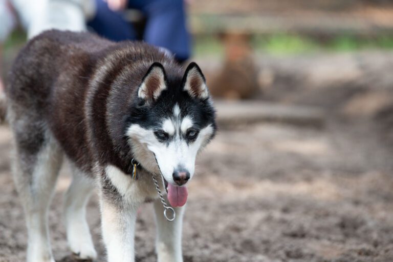 Furry Friends
Paradise Dog Park
Recreation
Dogs