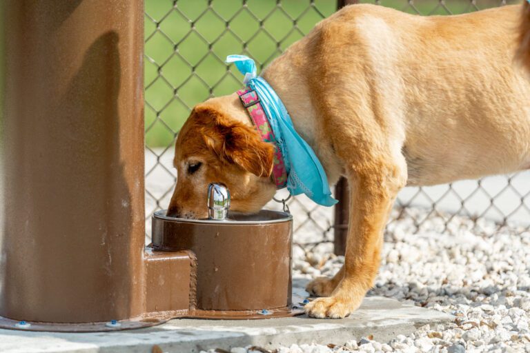 recreation-dog-park-rupert-canine-09