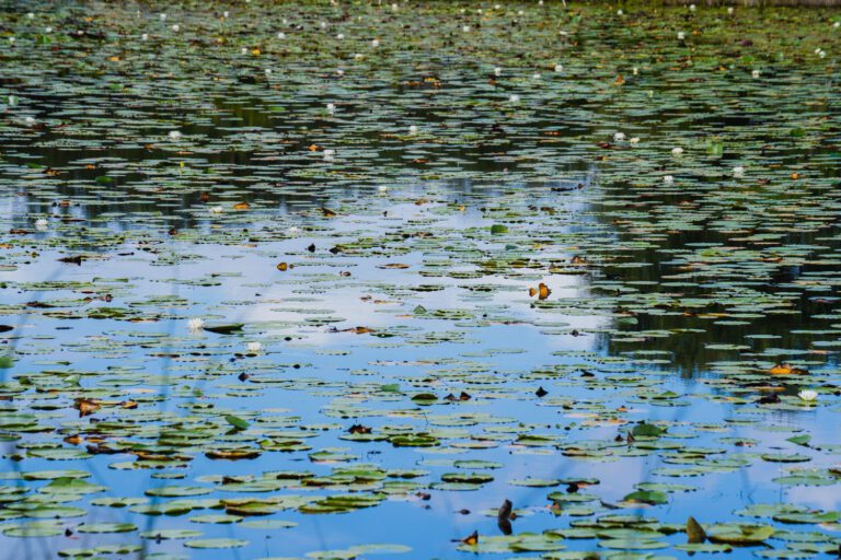 trails-parks-black-lake-walking-path-02