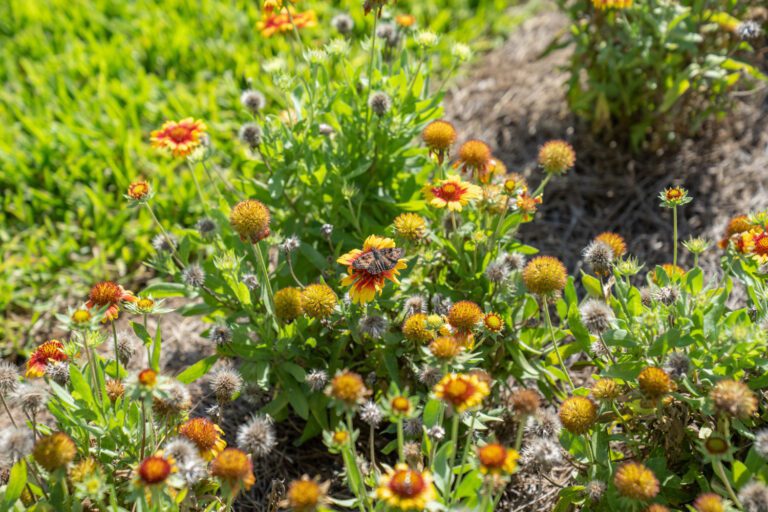 trails-parks-deluna-pathway-07