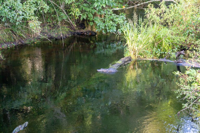 trails-parks-fenney-springs-nature-trail-03