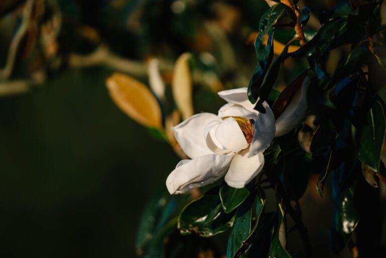 trails-parks-fenney-springs-nature-trail-04