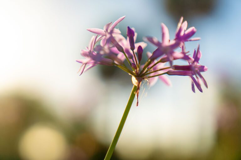 trails-parks-fenney-springs-nature-trail-05