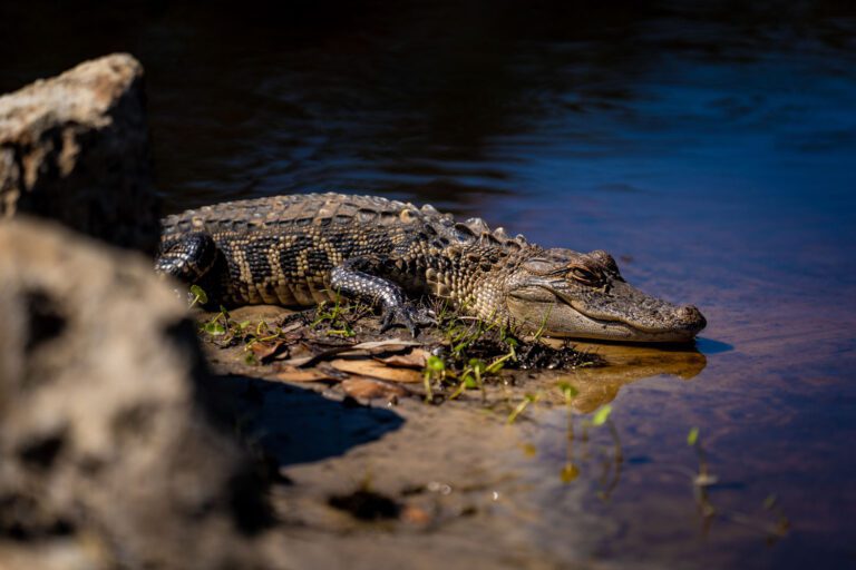 Marsh Bend Pitch & Putt