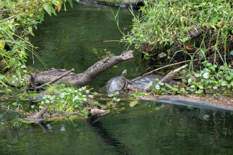 trails-parks-fenney-springs-nature-trail-10