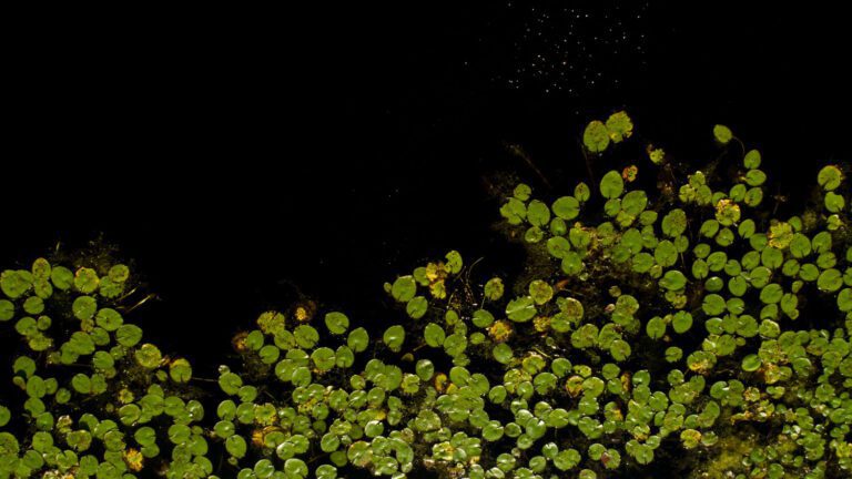 Hogeye Nature Preserve