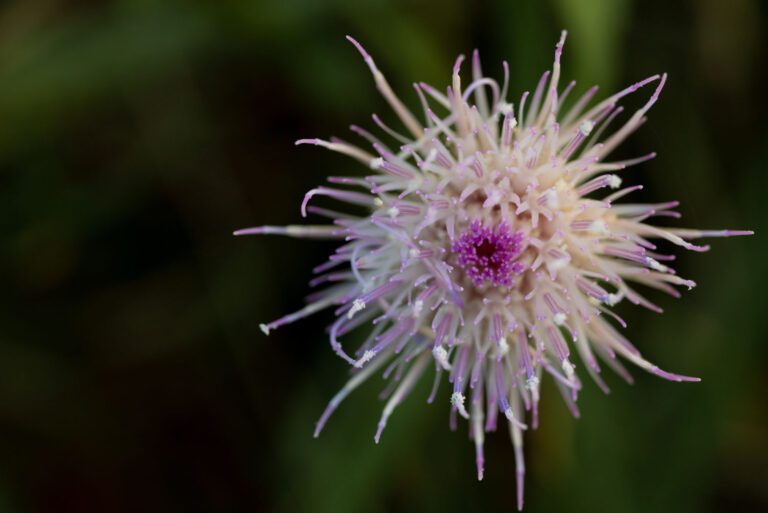 trails-parks-hogeye-preserve-12