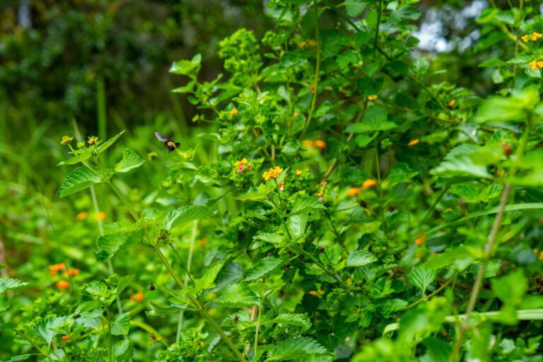 trails-parks-live-oaks-09