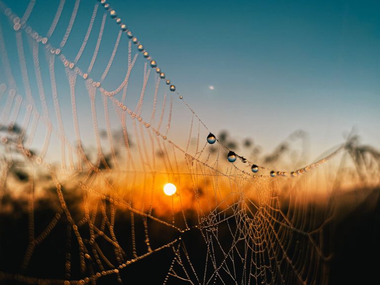 trails-parks-sharon-rose-wiechens-preserve-03