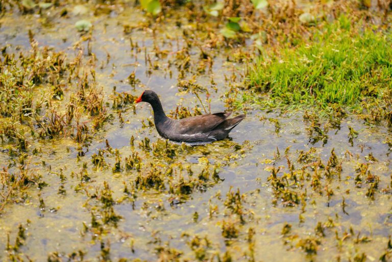 trails-parks-sharon-rose-wiechens-preserve-09