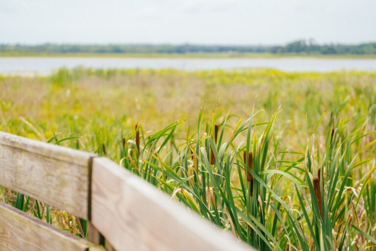 trails-parks-sharon-rose-wiechens-preserve-10