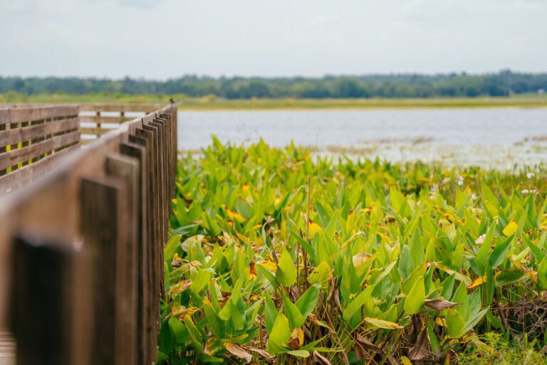 trails-parks-sharon-rose-wiechens-preserve-11