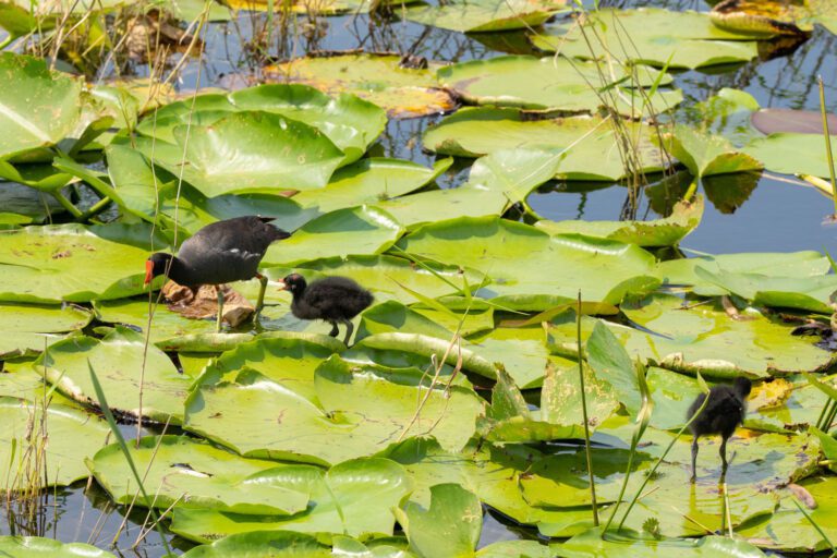 trails-parks-sharon-rose-wiechens-preserve-17