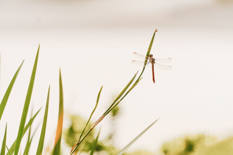 trails-parks-water-lily-pathway-05